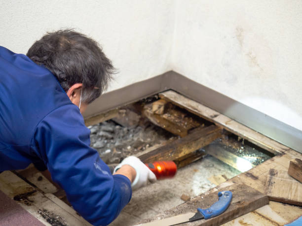 Best Residential Mold Removal  in Dearborn, MI