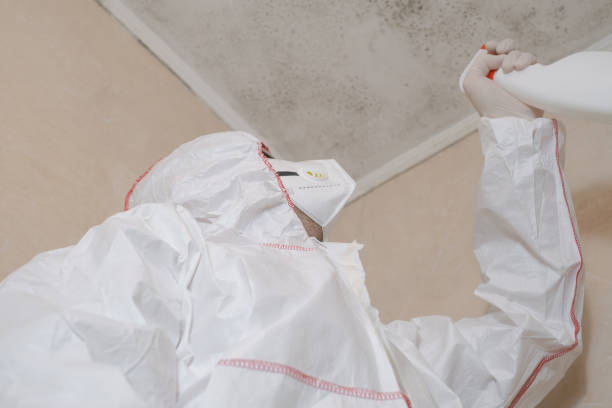 Reliable Dearborn, MI Mold Removal Solutions