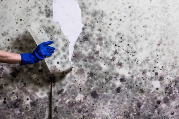 Best Fast Mold Removal  in Dearborn, MI