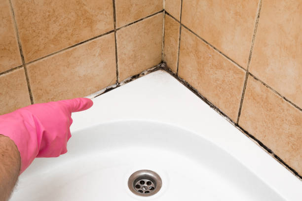 Mold Removal Process in Dearborn, MI